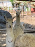 秋吉台自然動物公園 サファリランドに投稿された画像（2021/5/30）