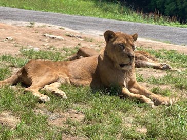 秋吉台自然動物公園 サファリランドに投稿された画像（2021/5/30）