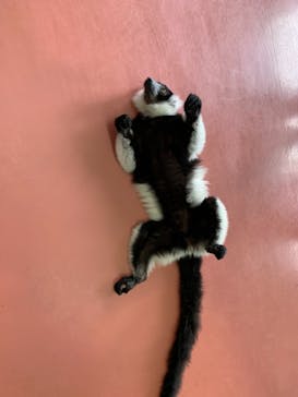 那須ワールドモンキーパークに投稿された画像（2021/5/30）