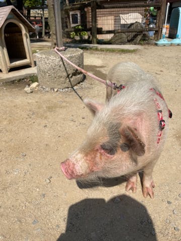 色々な動物とのふれあいがとにか おぎっち さまの口コミ アソビュー