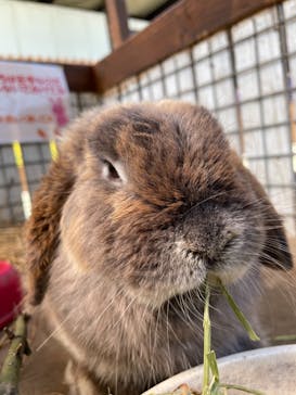 しろとり動物園に投稿された画像（2021/5/30）