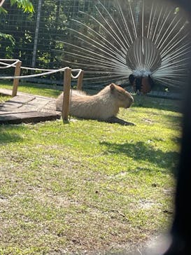 しろとり動物園に投稿された画像（2021/5/30）