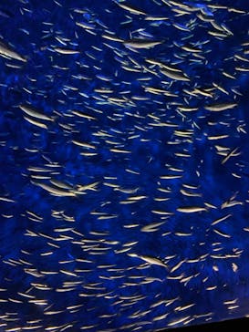 大分マリーンパレス水族館 「うみたまご」に投稿された画像（2021/5/30）