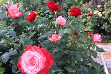 西武園ゆうえんちに投稿された画像（2021/5/30）