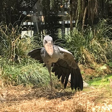 神戸どうぶつ王国に投稿された画像（2021/5/30）