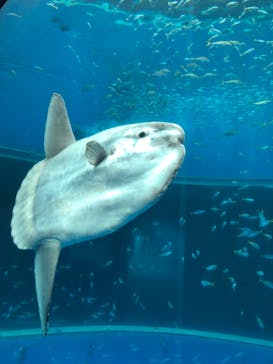 横浜・八景島シーパラダイスに投稿された画像（2021/5/31）