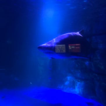 横浜・八景島シーパラダイスに投稿された画像（2021/5/31）