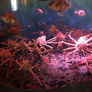 横浜・八景島シーパラダイスに投稿された画像（2021/5/31）