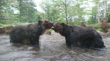 サホロリゾート　ベア･マウンテンに投稿された画像（2021/5/31）