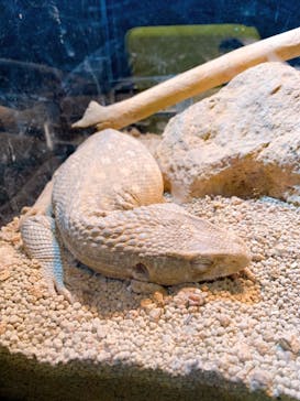 体感型動物園iZooに投稿された画像（2021/5/31）