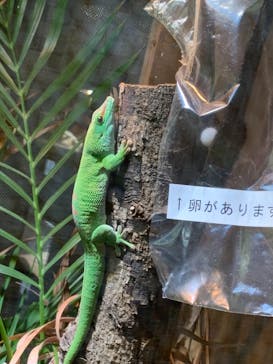 体感型動物園iZooに投稿された画像（2021/5/31）