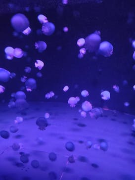 京都水族館に投稿された画像（2021/5/31）