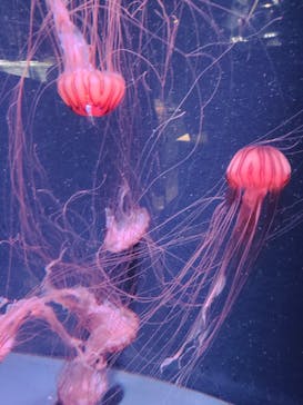 京都水族館に投稿された画像（2021/5/31）