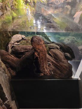 京都水族館に投稿された画像（2021/5/31）