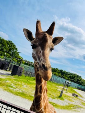 那須サファリパークに投稿された画像（2021/6/1）