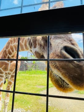 那須サファリパークに投稿された画像（2021/6/1）