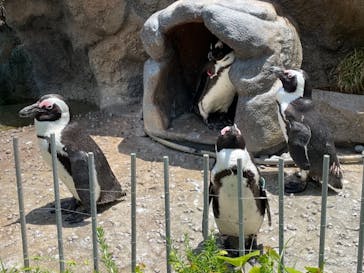 サンシャイン水族館に投稿された画像（2021/6/1）