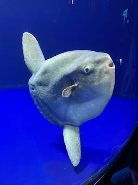 サンシャイン水族館に投稿された画像（2021/6/1）