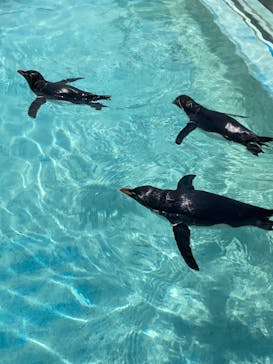 京急油壺マリンパークに投稿された画像（2021/6/2）