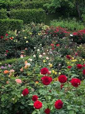 西武園ゆうえんちに投稿された画像（2021/6/2）