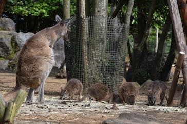 伊豆シャボテン動物公園に投稿された画像（2021/6/3）