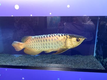 カワスイ 川崎⽔族館に投稿された画像（2021/6/3）