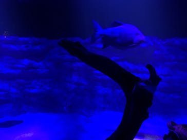 カワスイ 川崎⽔族館に投稿された画像（2021/6/3）