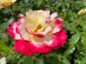 西武園ゆうえんちに投稿された画像（2021/6/3）