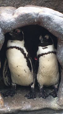 サンシャイン水族館に投稿された画像（2021/6/4）