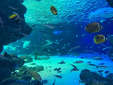 サンシャイン水族館に投稿された画像（2021/6/4）