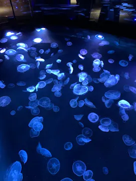 すみだ水族館に投稿された画像（2021/6/4）