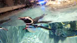 すみだ水族館に投稿された画像（2021/6/4）