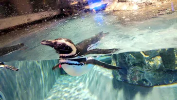 すみだ水族館に投稿された画像（2021/6/4）