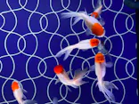 すみだ水族館に投稿された画像（2021/6/4）
