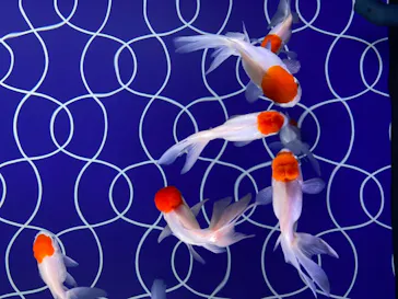 すみだ水族館に投稿された画像（2021/6/4）