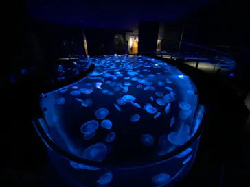 すみだ水族館に投稿された画像（2021/6/4）