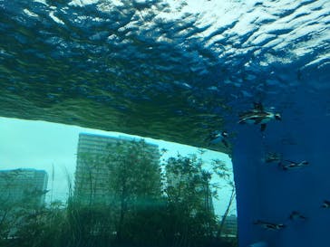 サンシャイン水族館に投稿された画像（2021/6/4）
