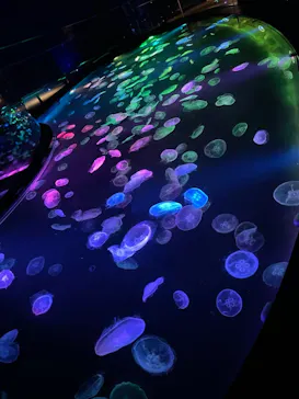 すみだ水族館に投稿された画像（2021/6/4）