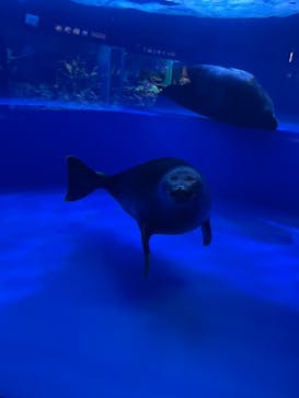 サンシャイン水族館に投稿された画像（2021/6/4）