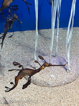 サンシャイン水族館に投稿された画像（2021/6/4）