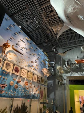 国立科学博物館に投稿された画像（2021/6/4）