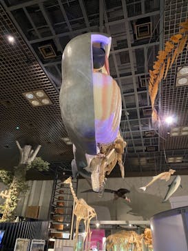 国立科学博物館に投稿された画像（2021/6/4）