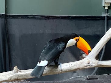 カワスイ 川崎⽔族館に投稿された画像（2021/6/5）