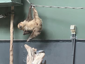 カワスイ 川崎⽔族館に投稿された画像（2021/6/5）