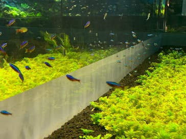 カワスイ 川崎⽔族館に投稿された画像（2021/6/5）