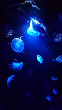 サンシャイン水族館に投稿された画像（2021/6/5）