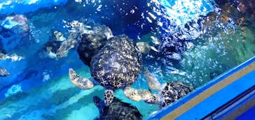 しながわ水族館に投稿された画像（2021/6/5）