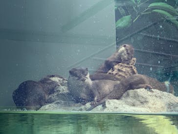 サンシャイン水族館に投稿された画像（2021/6/5）