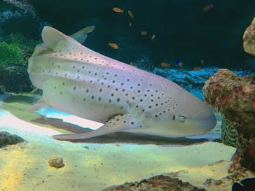 マクセル アクアパーク品川に投稿された画像（2021/6/5）