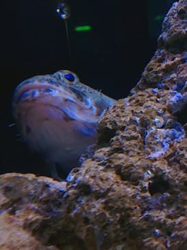 マクセル アクアパーク品川に投稿された画像（2021/6/5）